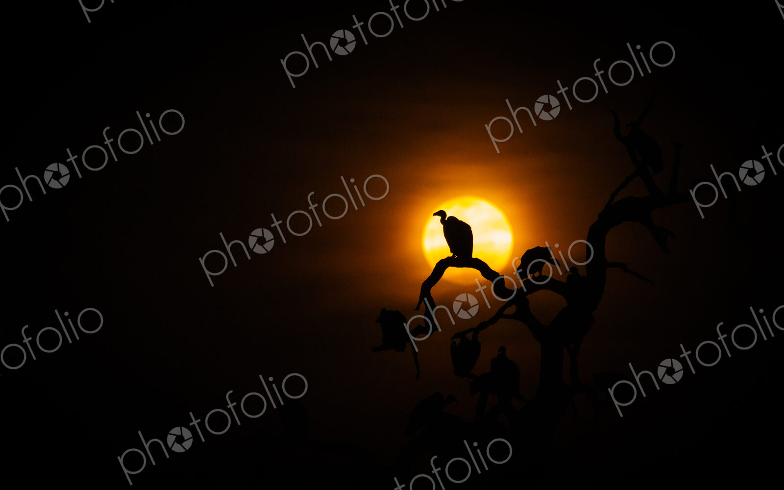 Vulture, Accipitridae, silhouetted against an orange moonrise sky.
