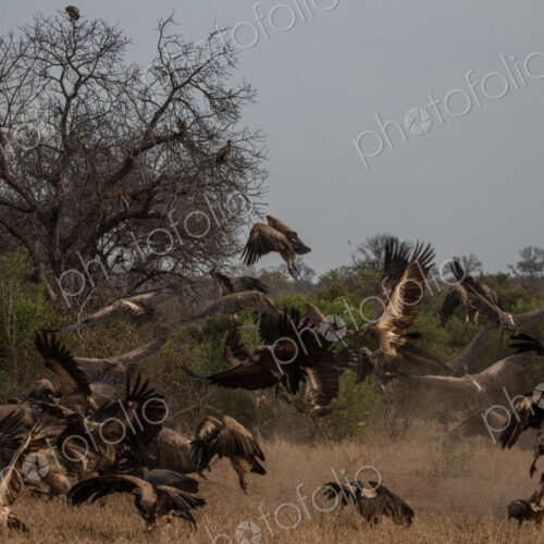 Vultures, Gyps spp., vultures surrounding a hippo carcass. Vultures, Gyps spp., vultures surrounding a hippo carcass.