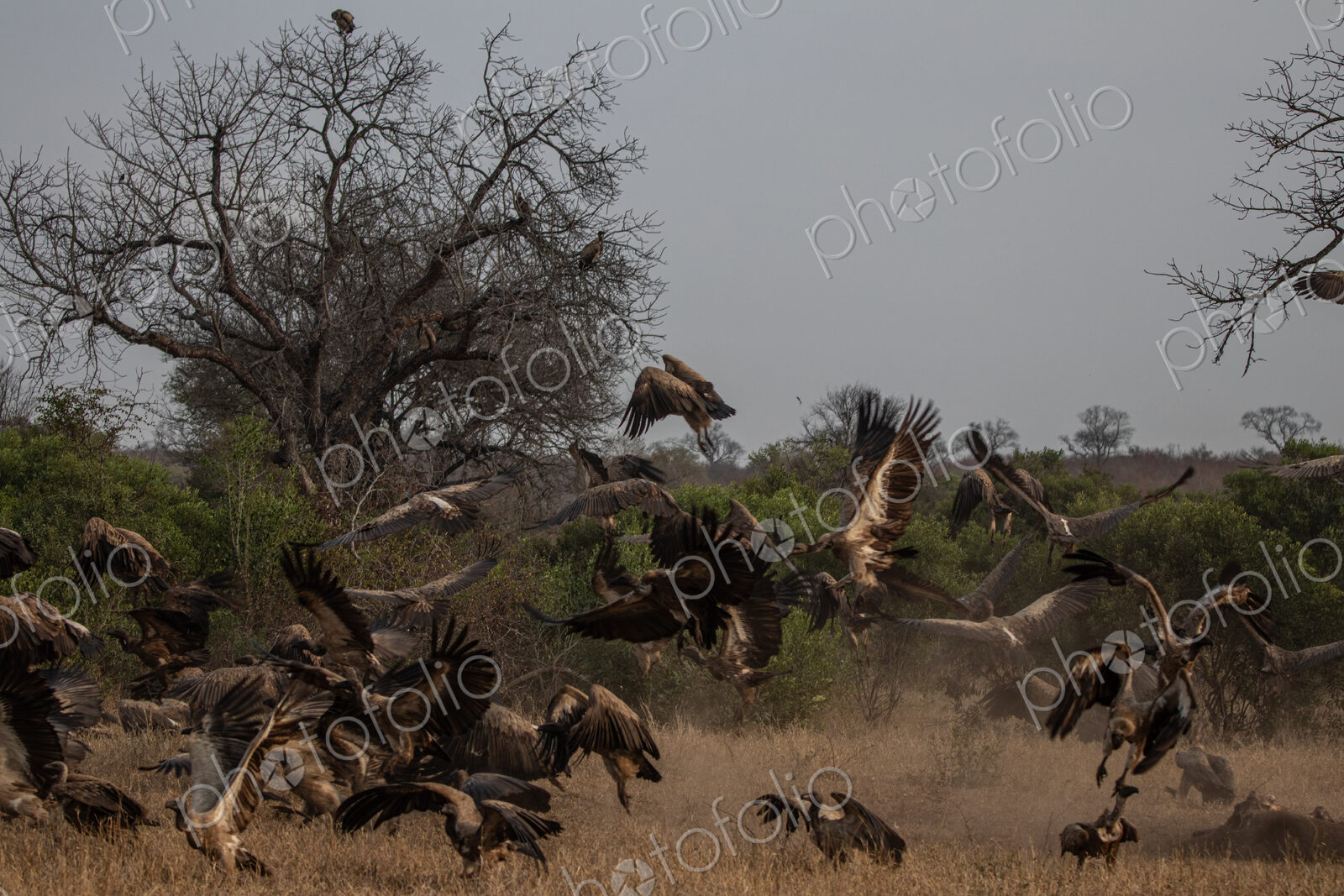 Vultures, Gyps spp., vultures surrounding a hippo carcass.