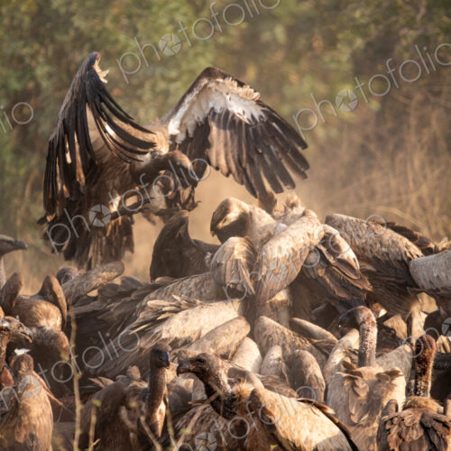 Vultures, Gyps spp., vultures surrounding a hippo carcass. Vultures, Gyps spp., vultures surrounding a hippo carcass.