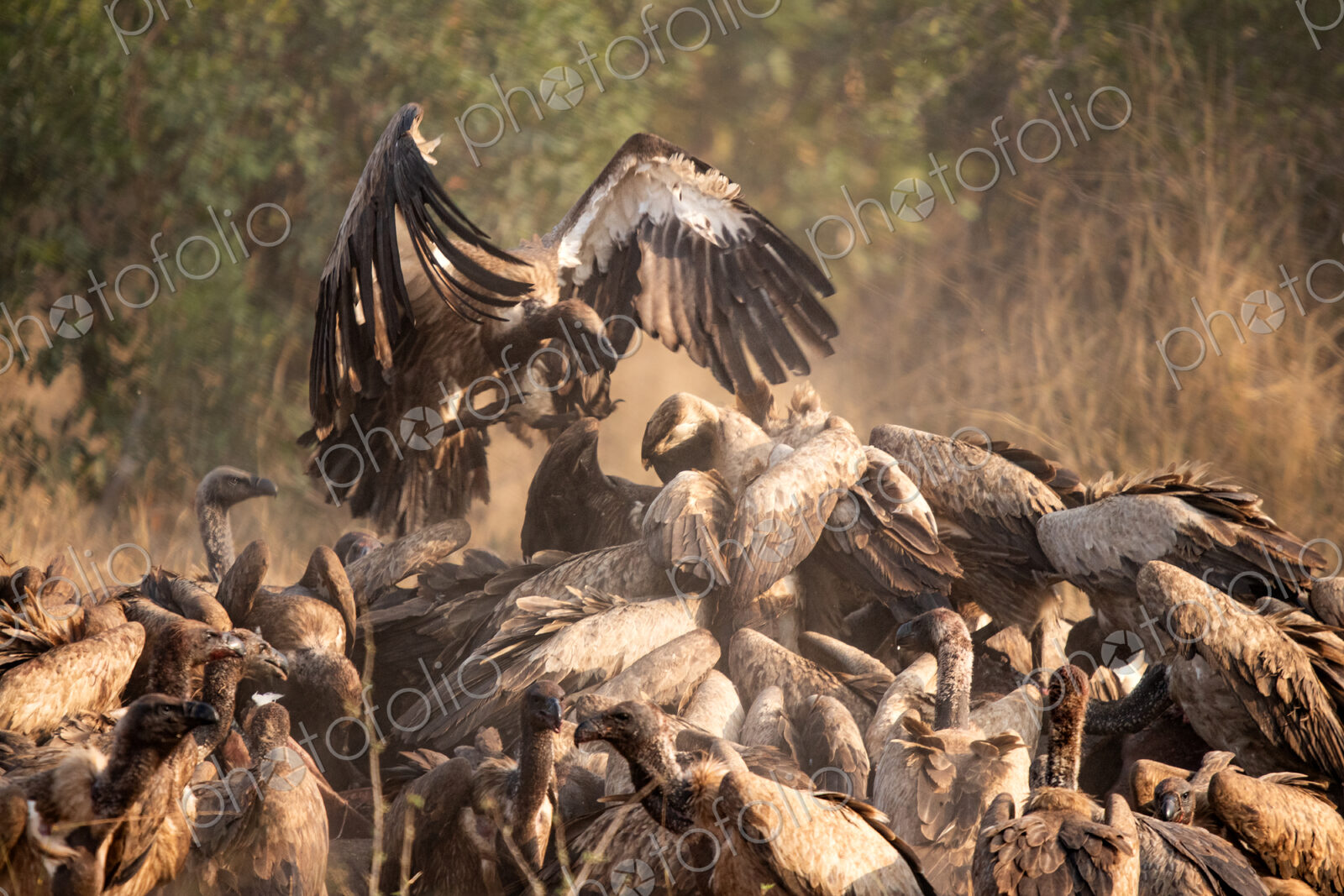 Vultures, Gyps spp., vultures surrounding a hippo carcass.