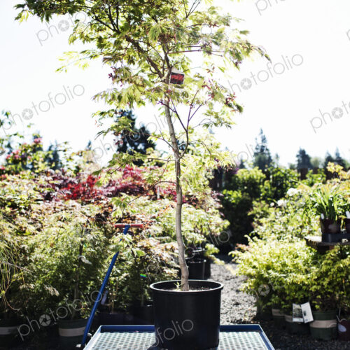 Wagon with a potted tree in a garden center nursery. Wagon with a potted tree in a garden center nursery.