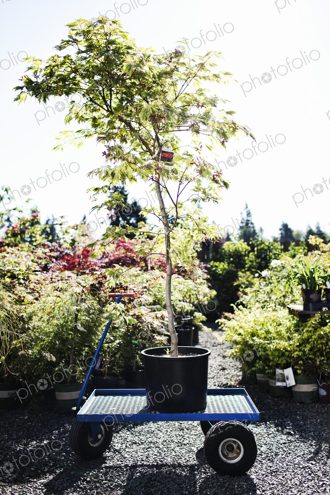 Wagon with a potted tree in a garden center nursery.