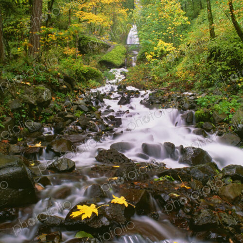 Wahkeena Falls. Water flowing down a valley in the Columbia River Gorge through woodland.