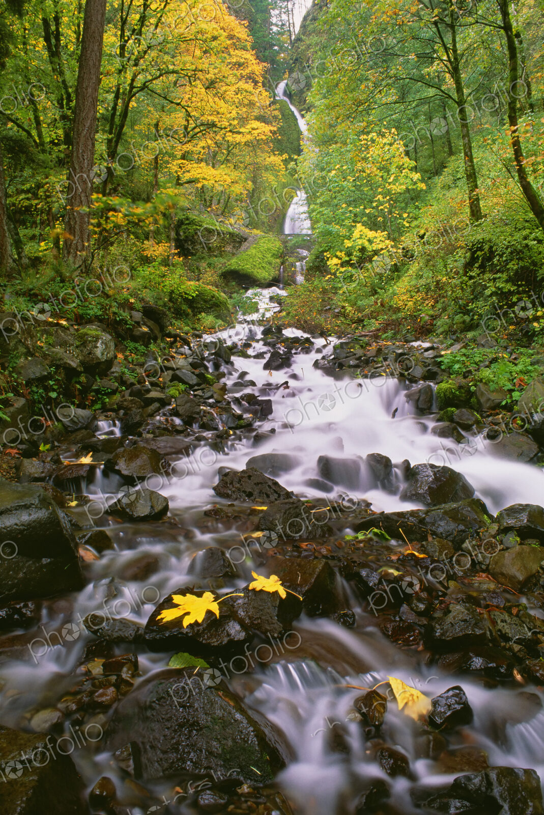 Wahkeena Falls. Water flowing down a valley in the Columbia River Gorge through woodland.