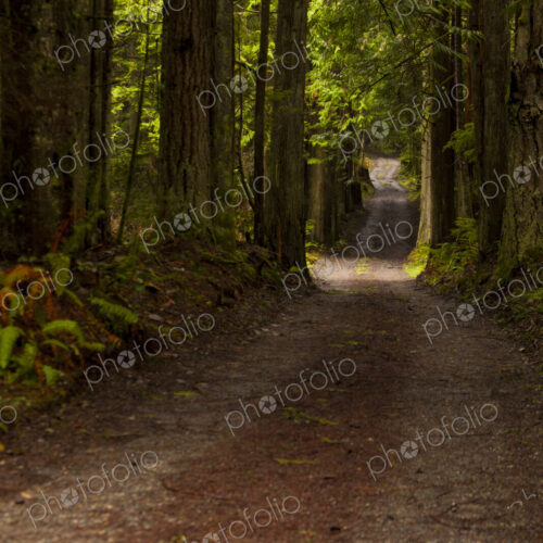 Walking trail through woodland to the Lyre River mouth, North Olympic Land Trust, Joyce Walking trail through woodland to the Lyre River mouth, North Olympic Land Trust, Joyce