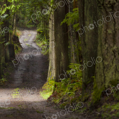 Walking trail to the Lyre River mouth through woodland, North Olympic Land Trust, Joyce