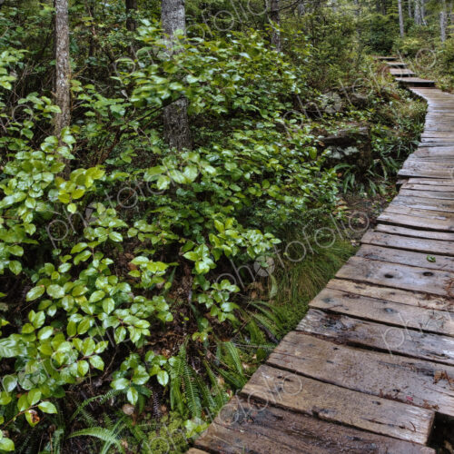 Walkway Through Forest Walkway Through Forest