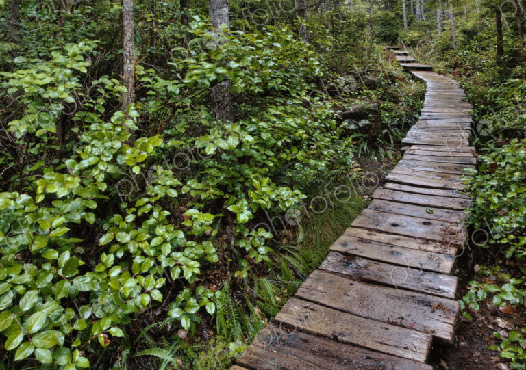 Walkway Through Forest