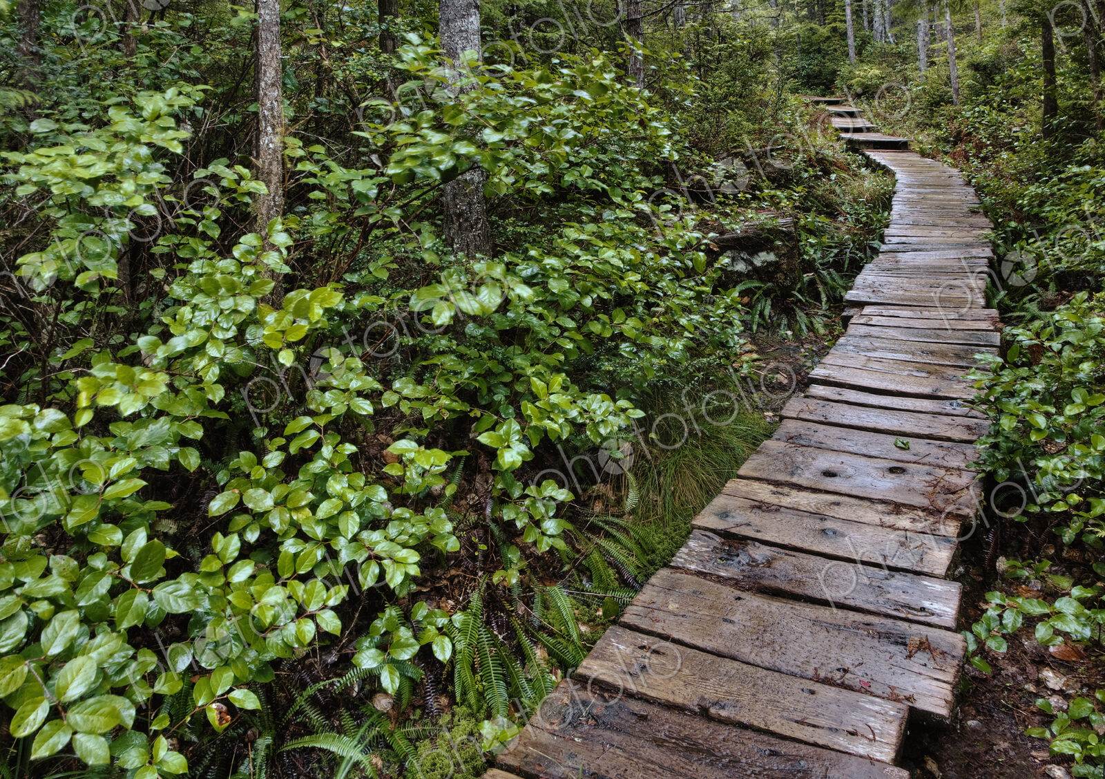 Walkway Through Forest