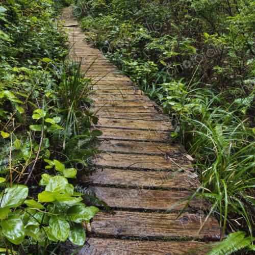 Walkway Through Forest Walkway Through Forest