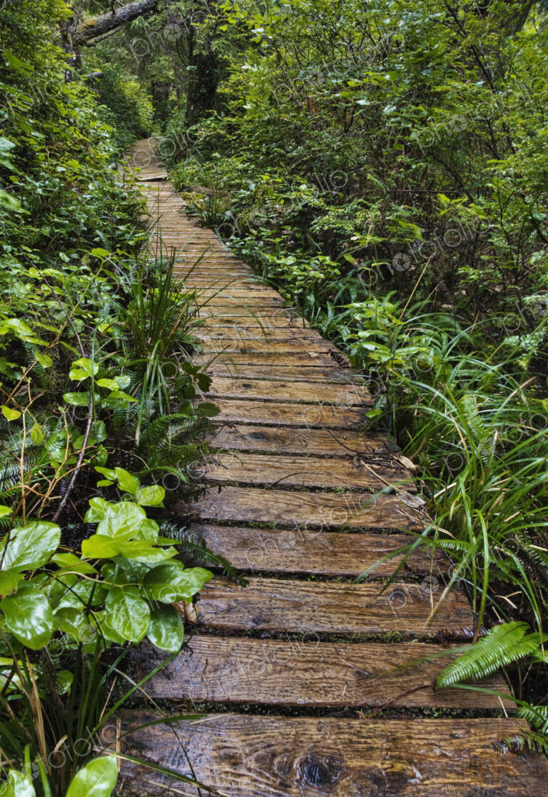Walkway Through Forest