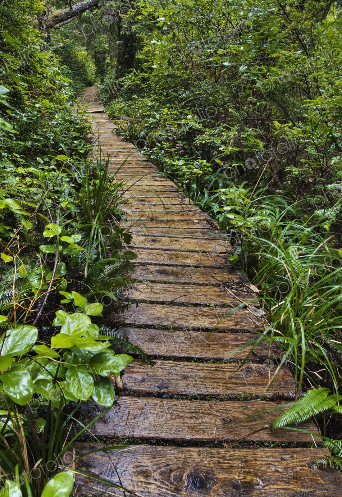 Walkway Through Forest