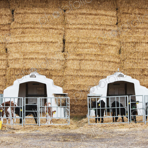 Wall of straw bales and calves in a metal pens on a farm.