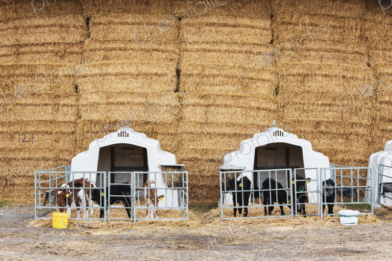 Wall of straw bales and calves in a metal pens on a farm.