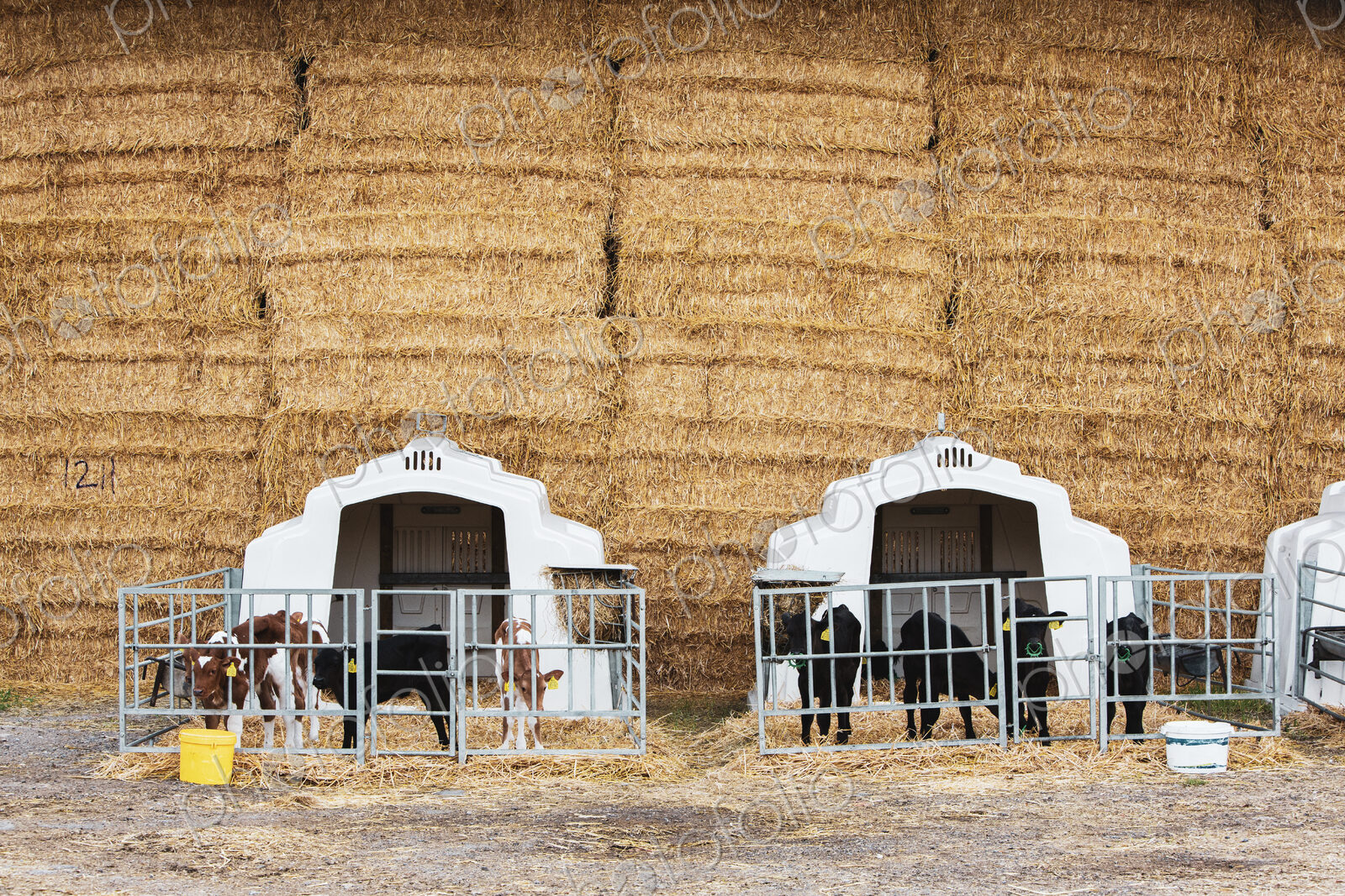 Wall of straw bales and calves in a metal pens on a farm.