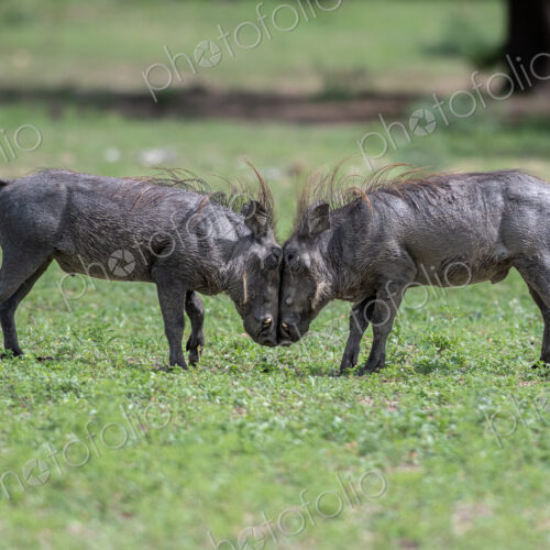 Warthog, Phacochoerus africanus, Pair. Two warthogs butting heads and fighting in a… Warthog, Phacochoerus africanus, Pair. Two warthogs butting heads and fighting in a…