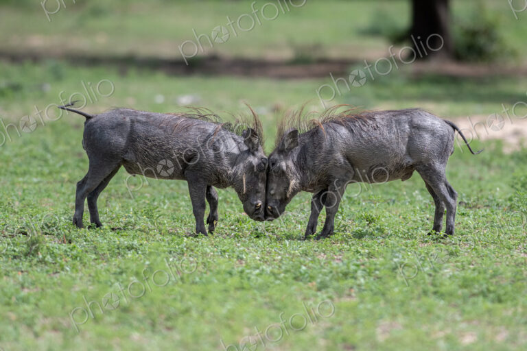 Warthog, Phacochoerus africanus, Pair. Two warthogs butting heads and fighting in a…