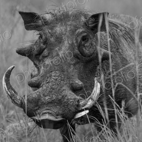 Warthog, Phacochoerus africanus, black-and-white portrait.