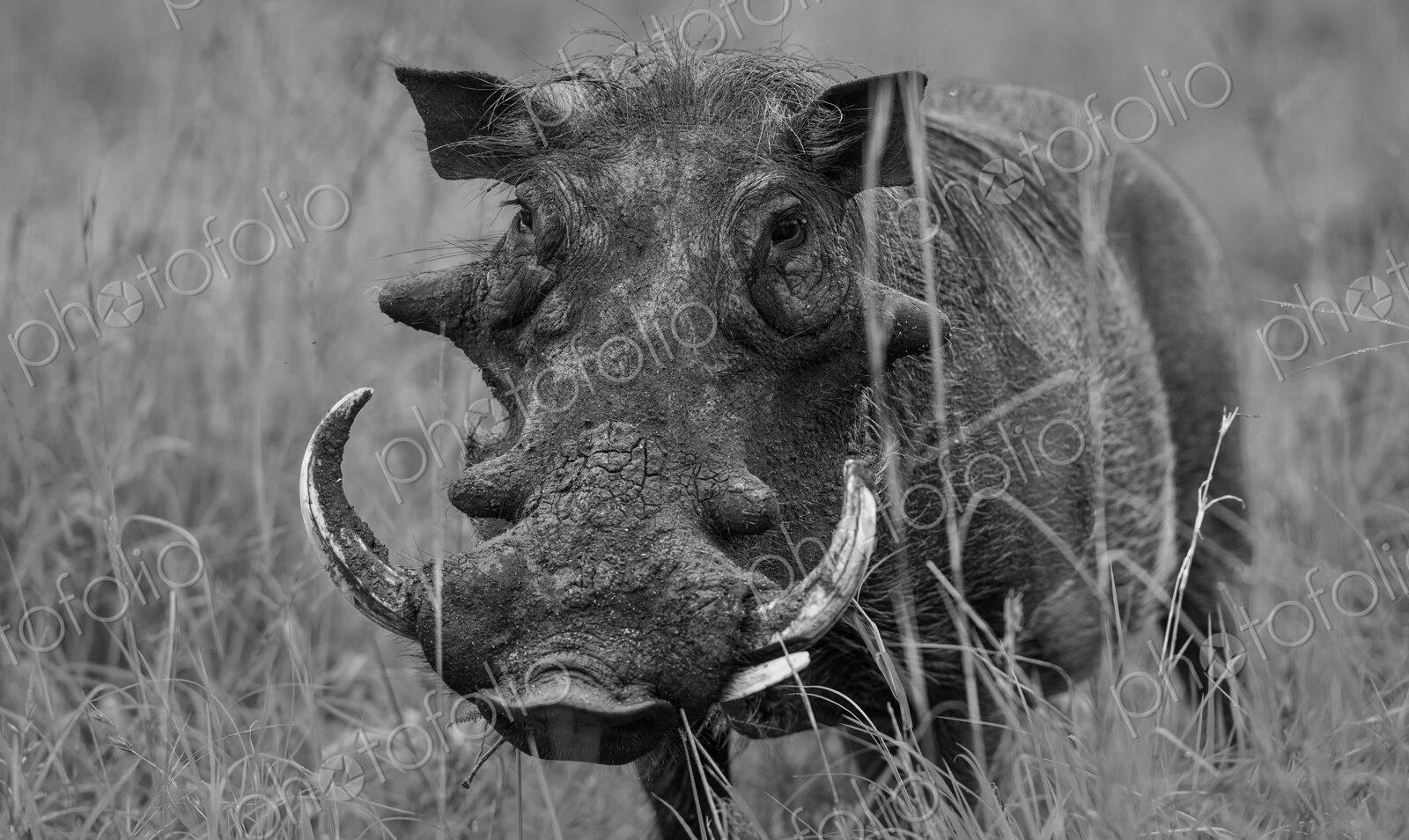 Warthog, Phacochoerus africanus, black-and-white portrait.