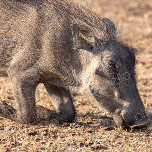 Warthog, Phacochoerus africanus, feeding on the ground, its knees bent as it reaches… Warthog, Phacochoerus africanus, feeding on the ground, its knees bent as it reaches…