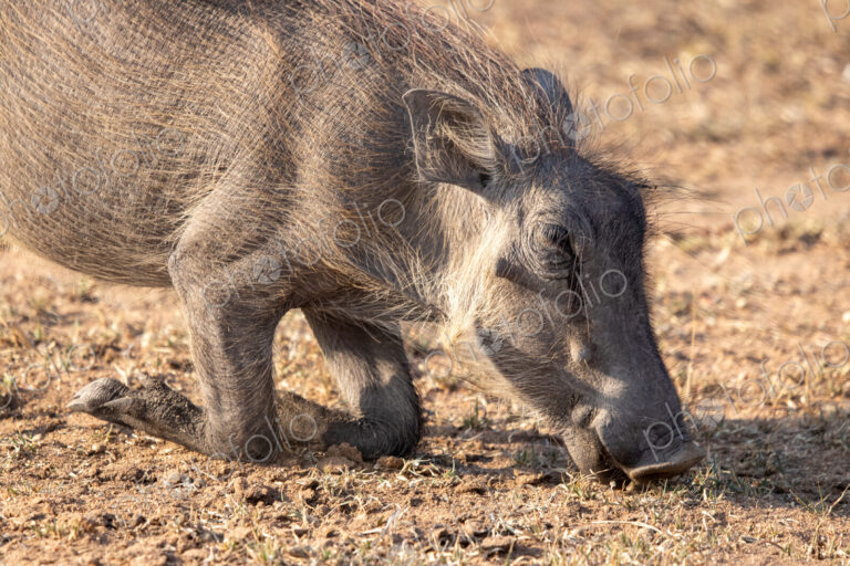 Warthog, Phacochoerus africanus, feeding on the ground, its knees bent as it reaches…
