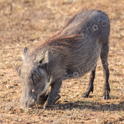 Warthog, Phacochoerus africanus, feeding on the ground, its knees bent as it reaches… Warthog, Phacochoerus africanus, feeding on the ground, its knees bent as it reaches…