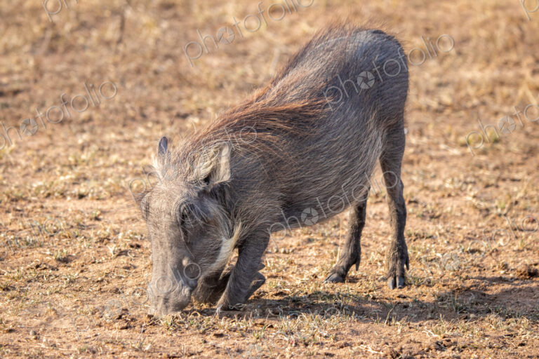 Warthog, Phacochoerus africanus, feeding on the ground, its knees bent as it reaches…