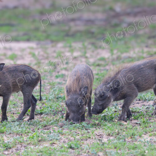 Warthog piglets, Phacochoerus africanus, group of three piglets together. Warthog piglets, Phacochoerus africanus, group of three piglets together.