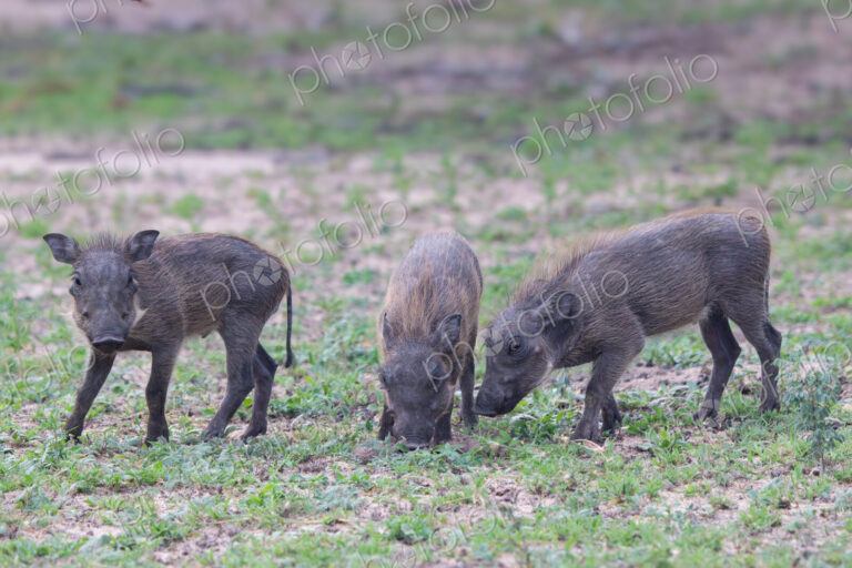 Warthog piglets, Phacochoerus africanus, group of three piglets together.
