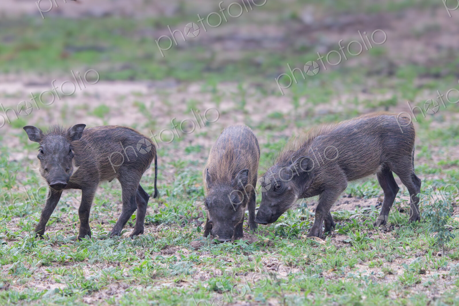 Warthog piglets, Phacochoerus africanus, group of three piglets together.