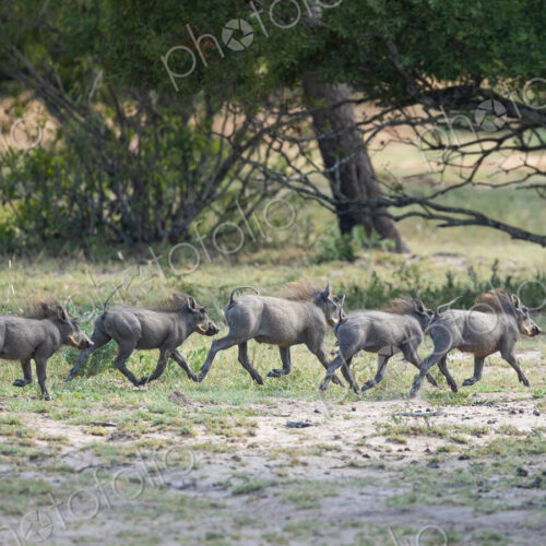 Warthog piglets, Phacochoerus africanus, running together in a line.