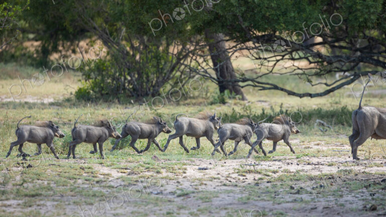 Warthog piglets, Phacochoerus africanus, running together in a line.