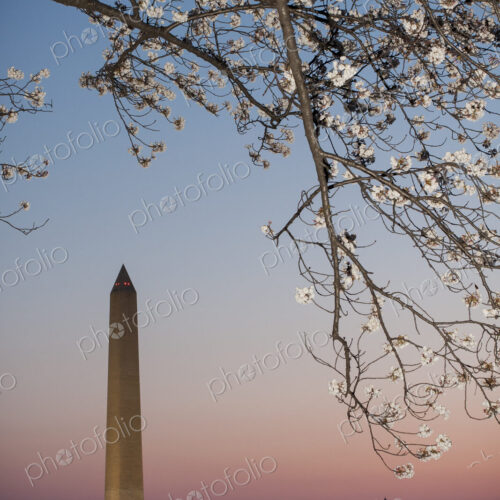 Washington Monument at dawn with cherry blossom tree in the foreground.