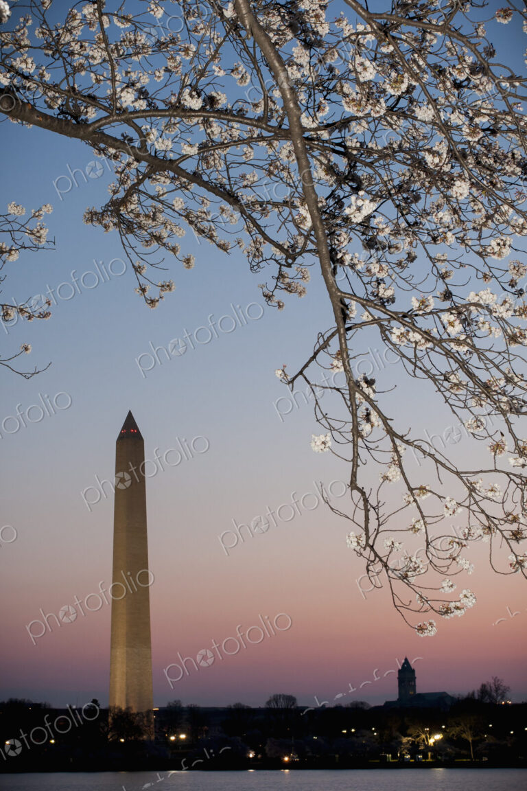 Washington Monument at dawn with cherry blossom tree in the foreground.