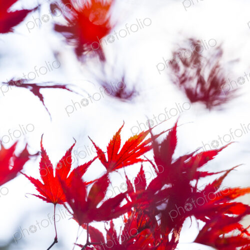 Washington Park Arboretum, the red autumn colours of the leaves of a Japanese maple tree. Washington Park Arboretum, the red autumn colours of the leaves of a Japanese maple tree.