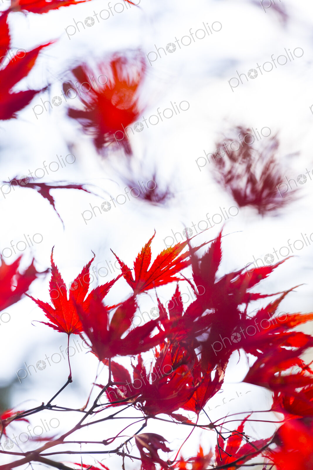 Washington Park Arboretum, the red autumn colours of the leaves of a Japanese maple tree.