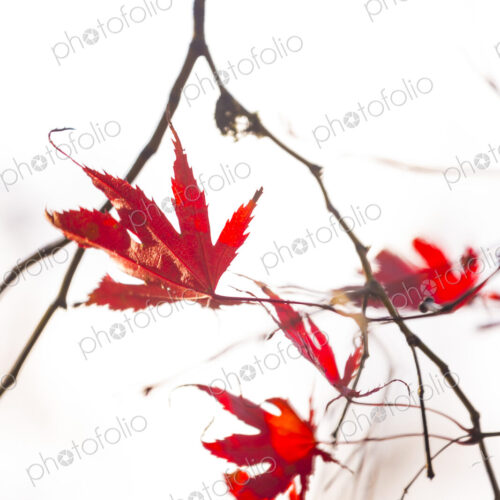 Washington Park Arboretum, the red autumn colours of the leaves of a Japanese maple tree. Washington Park Arboretum, the red autumn colours of the leaves of a Japanese maple tree.
