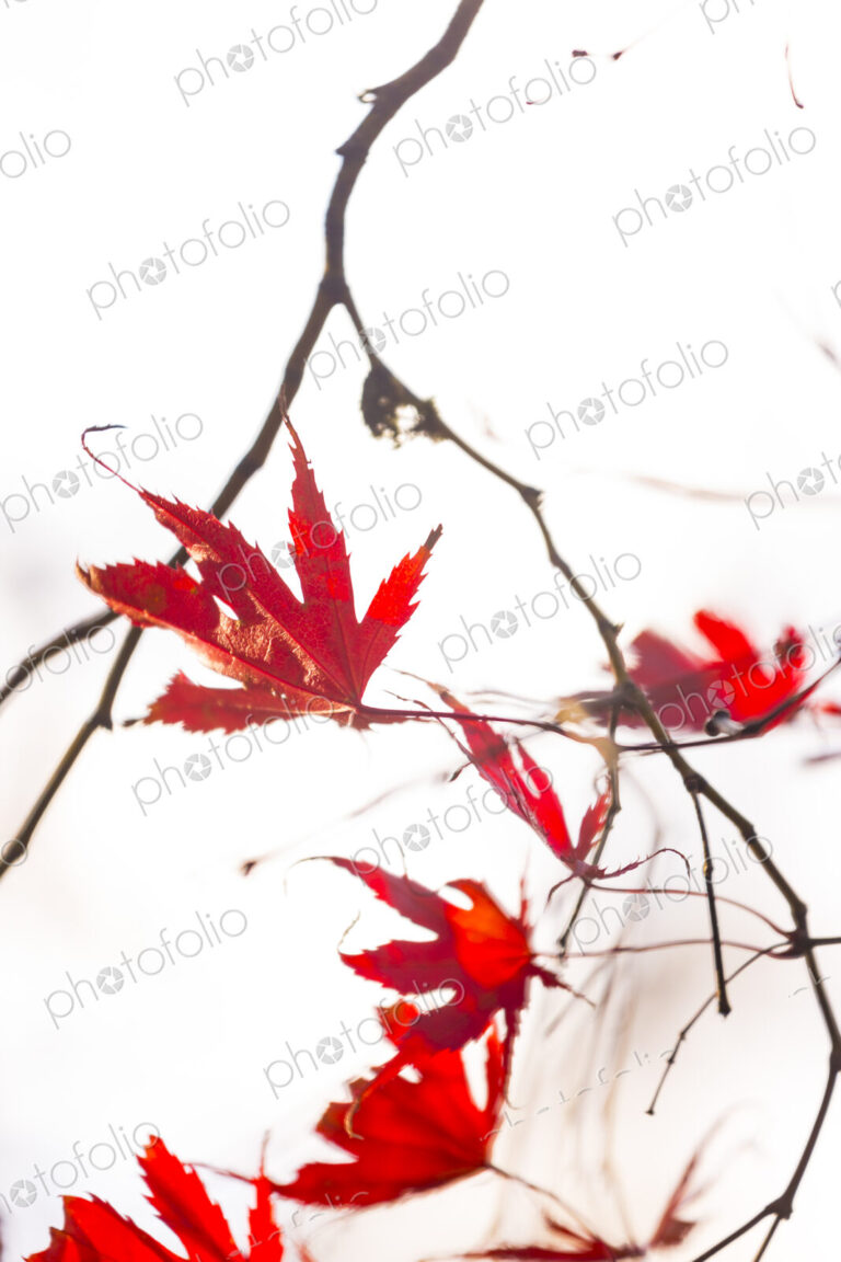 Washington Park Arboretum, the red autumn colours of the leaves of a Japanese maple tree.