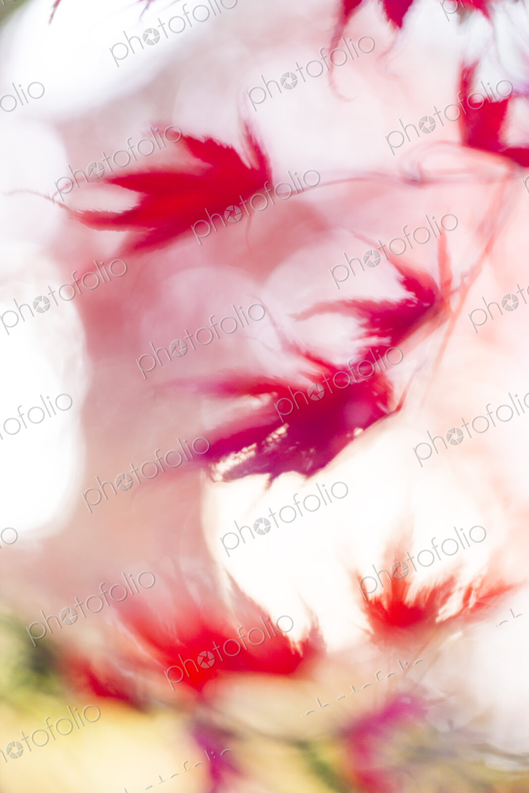 Washington Park Arboretum, the red autumn colours of the leaves of a Japanese maple tree.