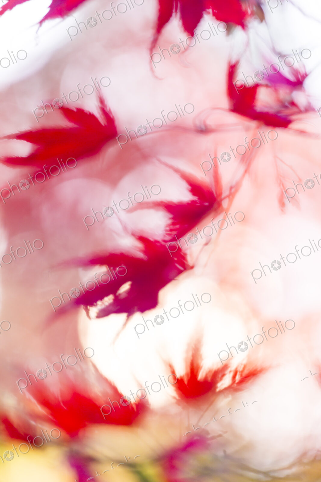 Washington Park Arboretum, the red autumn colours of the leaves of a Japanese maple tree.