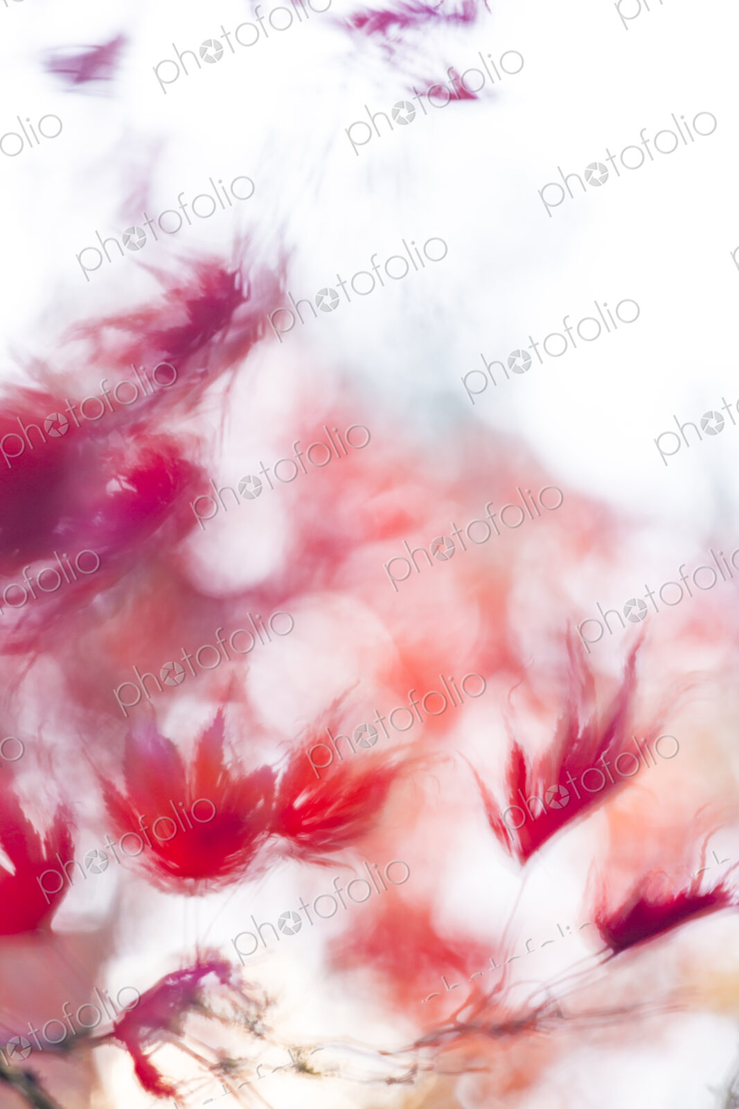 Washington Park Arboretum, the red autumn colours of the leaves of a Japanese maple tree.