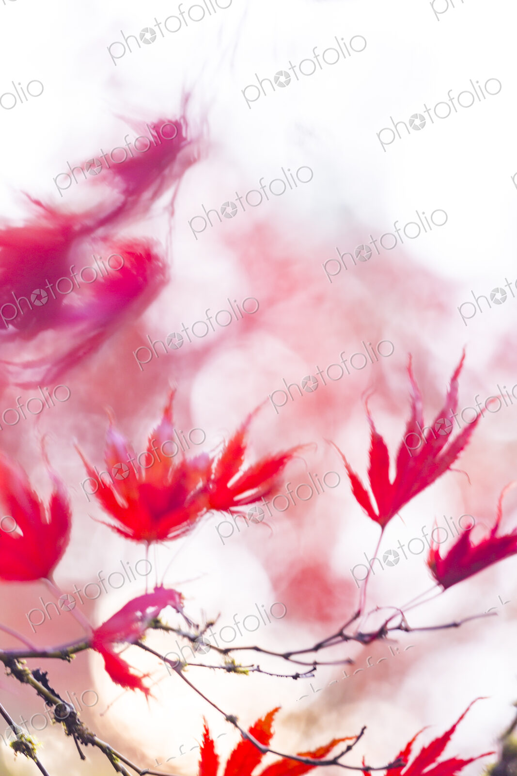 Washington Park Arboretum, the red autumn colours of the leaves of a Japanese maple tree.