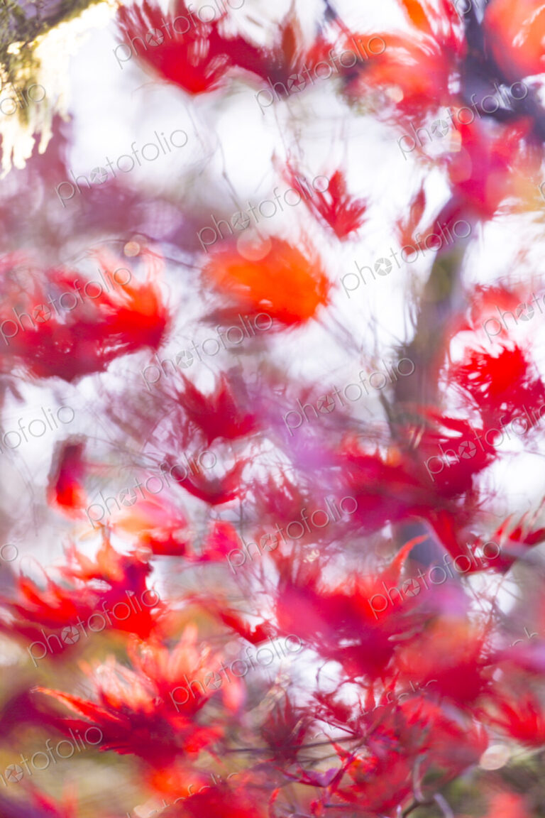 Washington Park Arboretum, the red autumn colours of the leaves of a Japanese maple tree.