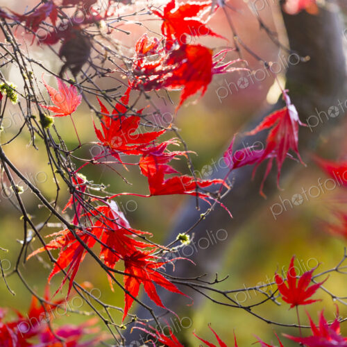 Washington Park Arboretum, the red autumn colours of the leaves of a Japanese maple tree. Washington Park Arboretum, the red autumn colours of the leaves of a Japanese maple tree.