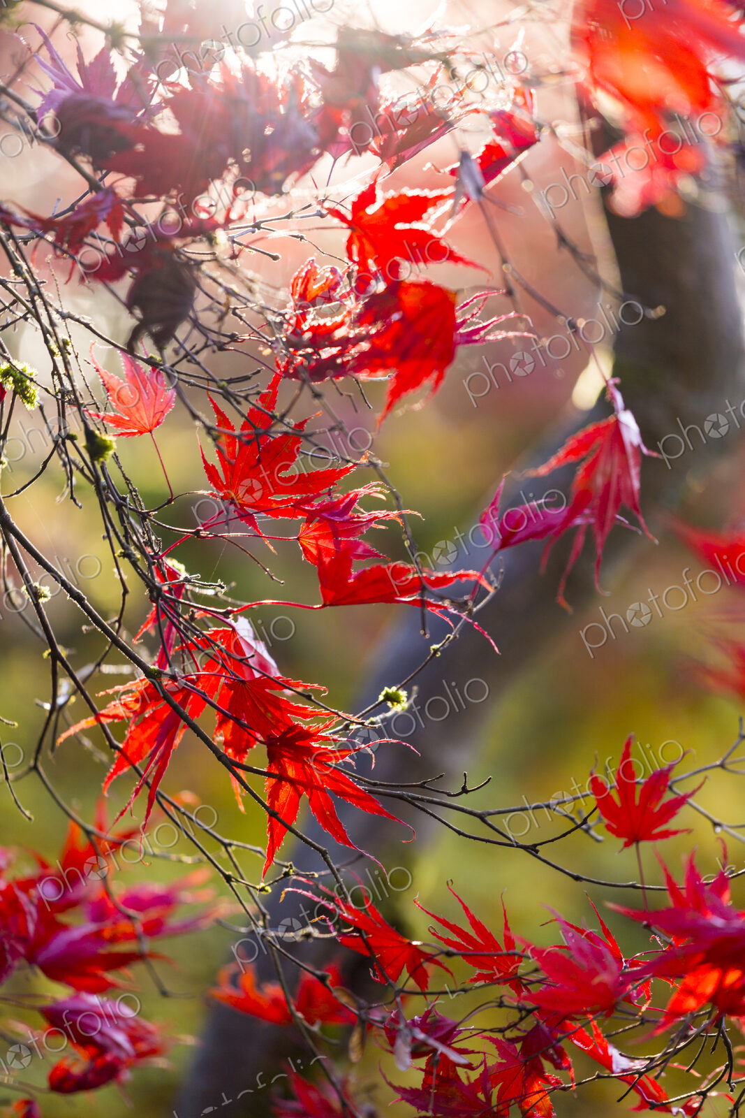 Washington Park Arboretum, the red autumn colours of the leaves of a Japanese maple tree.