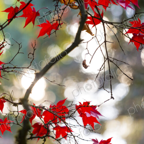 Washington Park Arboretum, the red autumn colours of the leaves of a Japanese maple tree. Washington Park Arboretum, the red autumn colours of the leaves of a Japanese maple tree.
