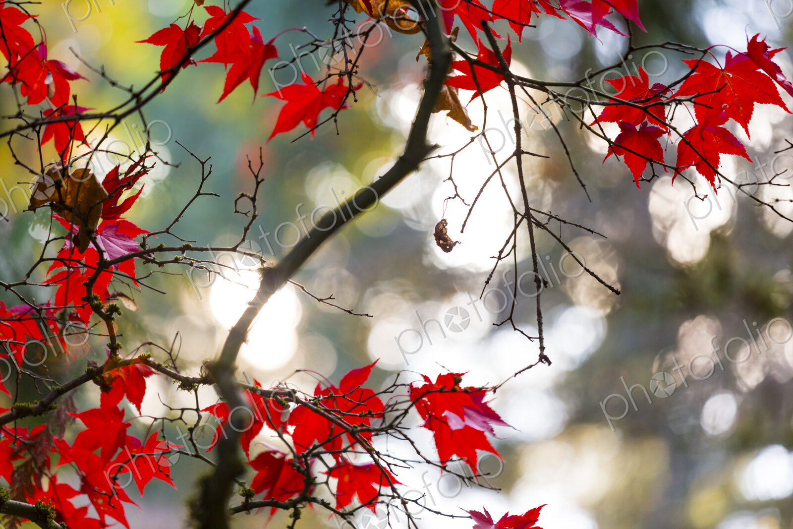 Washington Park Arboretum, the red autumn colours of the leaves of a Japanese maple tree.