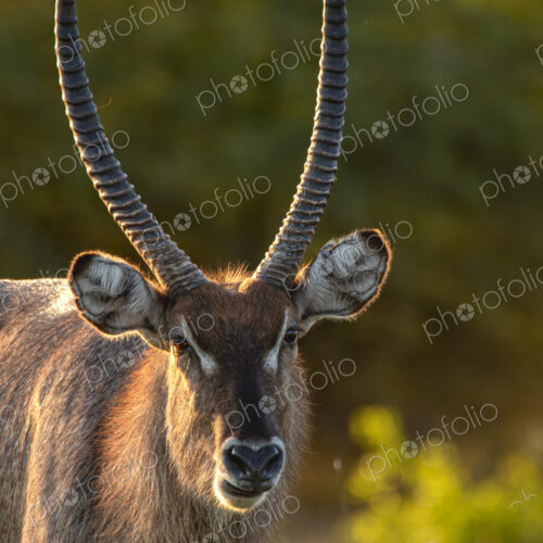 Waterbuck, Kobus ellipsiprymnus, Close-up portrait of a male Waterbuck with long horns… Waterbuck, Kobus ellipsiprymnus, Close-up portrait of a male Waterbuck with long horns…