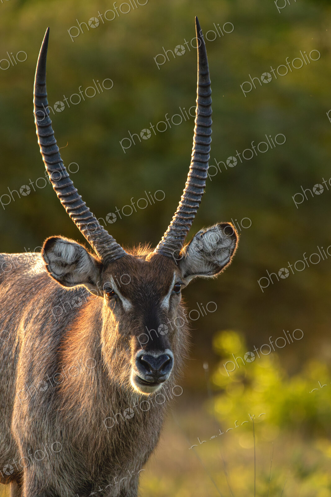 Waterbuck, Kobus ellipsiprymnus, Close-up portrait of a male Waterbuck with long horns…
